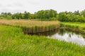 Bank with flowering Yellow Iris, Iris pseudacorus, in nature area Royalty Free Stock Photo