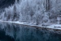A bank of frost coated trees reflected in still water. Royalty Free Stock Photo