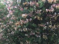 A bank of honeysuckle flowers