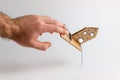Bank investments and risks. A man`s hand caught in a mousetrap with a schematic cardboard house, with the texture of cheese. Copy Royalty Free Stock Photo
