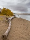 Kamchatka River, log wood on the beach, Kozyriewsk, Russia.