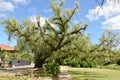 Beatiful tree in one of the parks in Nelson New-Zealand