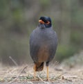 Bank Myna Royalty Free Stock Photo