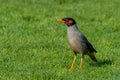 Bank myna (Acridotheres ginginianus) close up on the grass Royalty Free Stock Photo