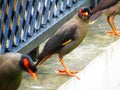 Bank myna Acridotheres ginginianus is a myna found in northern parts of South Asia. Royalty Free Stock Photo