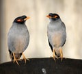 Bank Mynas (Acridotheres ginginianus) enjoying leisure after a hectic day : (pix Sanjiv Shukla) Royalty Free Stock Photo