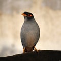 Bank Mynas (Acridotheres ginginianus) enjoying leisure after a hectic day : (pix Sanjiv Shukla) Royalty Free Stock Photo