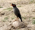 Bank Mynas (Acridotheres ginginianus) enjoying leisure after a hectic day : (pix Sanjiv Shukla) Royalty Free Stock Photo