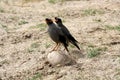 Bank Mynas (Acridotheres ginginianus) enjoying leisure after a hectic day : (pix Sanjiv Shukla) Royalty Free Stock Photo