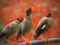 Bank myna Acridotheres ginginianus is a myna found in northern parts of South Asia. Royalty Free Stock Photo