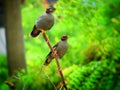 Bank myna Acridotheres ginginianus is a myna found in northern parts of South Asia. Royalty Free Stock Photo