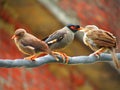 Bank myna Acridotheres ginginianus is a myna found in northern parts of South Asia. Royalty Free Stock Photo