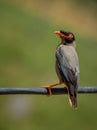 The Bank Myna Acridotheres Ginginianus is perching on black wire Royalty Free Stock Photo