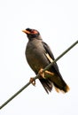 Bank myna Royalty Free Stock Photo