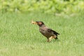 Bank myna bird eating insect Royalty Free Stock Photo