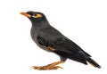 Bank Myna isolated on white Royalty Free Stock Photo