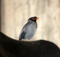 Bank Mynas (Acridotheres ginginianus) enjoying leisure after a hectic day : (pix Sanjiv Shukla) Royalty Free Stock Photo