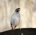 Bank Mynas (Acridotheres ginginianus) enjoying leisure after a hectic day : (pix Sanjiv Shukla) Royalty Free Stock Photo