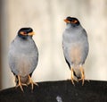 Bank Mynas (Acridotheres ginginianus) enjoying leisure after a hectic day : (pix Sanjiv Shukla) Royalty Free Stock Photo