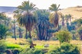 The bank of the nile river, palm trees and fields