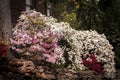 Bank of pink and white and red azeleas spill over a rock retaining wall near a home and lush greenery