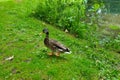 On the bank of the pond, a wild duck walks through the green park. Royalty Free Stock Photo