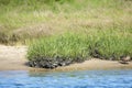 Bank Ribbed Mussels with Cordgrass at Low Tide Royalty Free Stock Photo