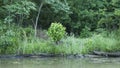 Arkansas river bank in summer with Sycamore tree Royalty Free Stock Photo