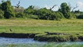 On the bank of the river, on the green grass, lies a crocodile with its mouth open Royalty Free Stock Photo