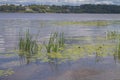 The bank of a river or lake overgrown with cattails, potbelly and aquatic plants