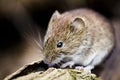 Bank vole