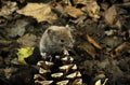 BANK VOLE clethrionomys glareolus, ADULT ON PINE CONE, FRANCE