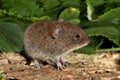 Bank Vole - Clethrionomys glareolus