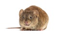 Bank vole, Myodes glareolus; formerly Clethrionomys glareolus