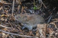 Bank Vole - Myodes glareolus