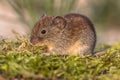 Bank vole in natural moss vegetation