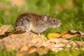 Bank vole posing on log Royalty Free Stock Photo