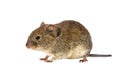 Bank vole walking on white background