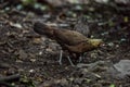 Bankivahoen, Red Junglefowl, Gallus gallus gallus Royalty Free Stock Photo