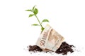 A banknote of money of 50 euros from which a green sprout grows Royalty Free Stock Photo