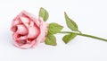 A Banknote Rose