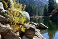 Plants, Boulders, Payette River, Pine Trees, Shore, Reflections, Idaho