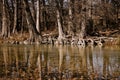 Banks of the Frio river