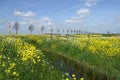 Banks full of yellow rapeseed in a dutch polder in springtime.