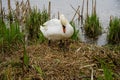 A female Mute Swan inspects her nest site Royalty Free Stock Photo