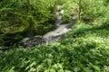 The banks of a stream covered with wild garlic flowered Royalty Free Stock Photo