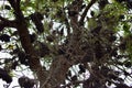 Banksia aemula tree Woodgate Beach Queensland Royalty Free Stock Photo