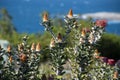 Banksia coccinea bush in flower with ocean in background Royalty Free Stock Photo
