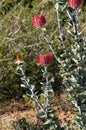 Banksia coccinea bush in flower Royalty Free Stock Photo