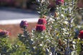 Banksia coccinea bush in flower Royalty Free Stock Photo